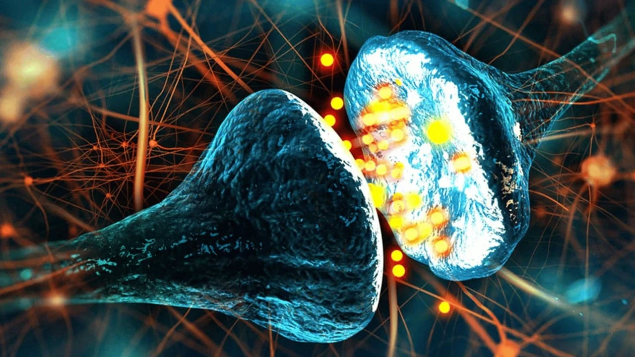 Leadership et Dopamine Nation : la biologie qui explique pourquoi un dirigeant cède aux sollicitations permanentes